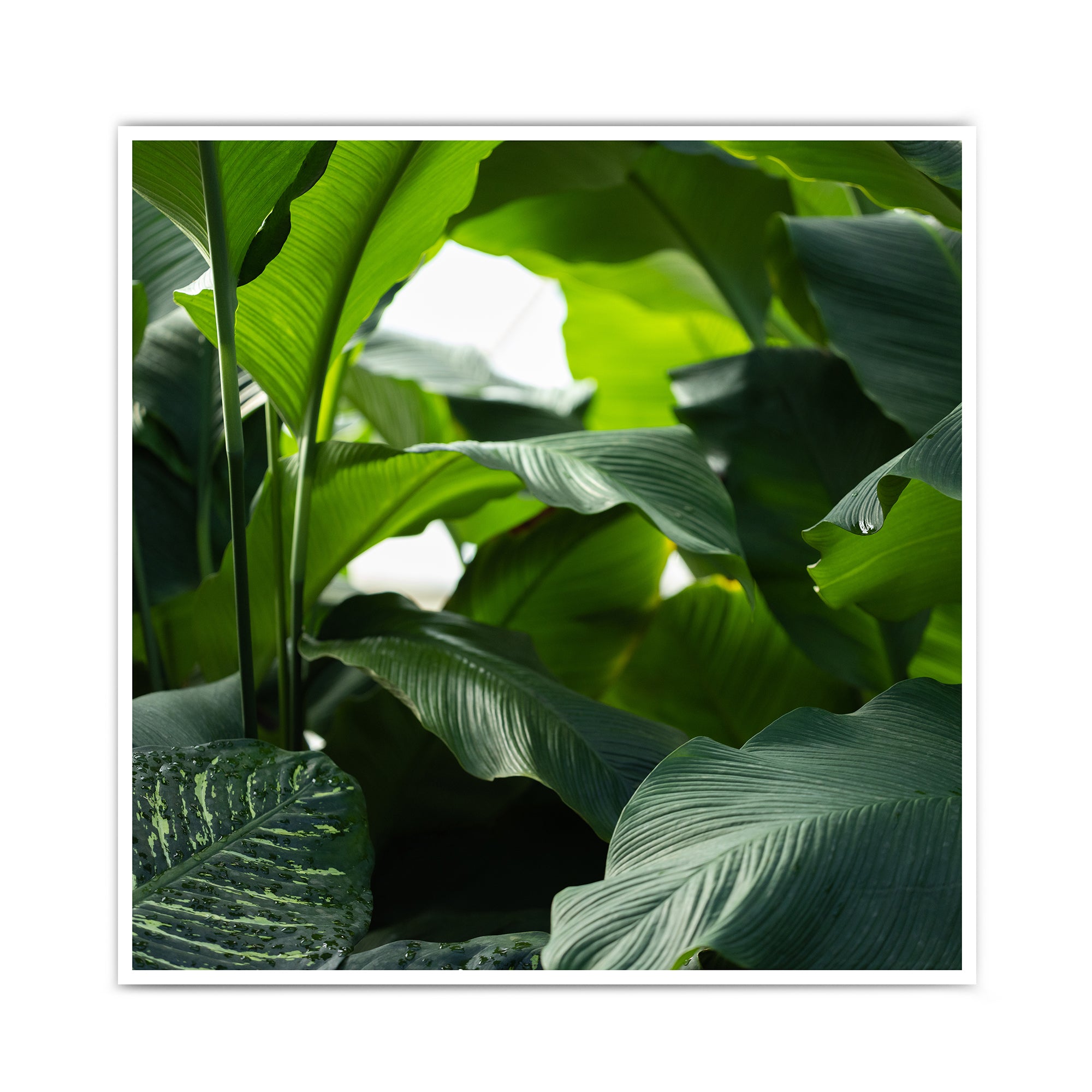 Pflanzen Wanddeko Natur Querformat 4one | – Poster Pictures im