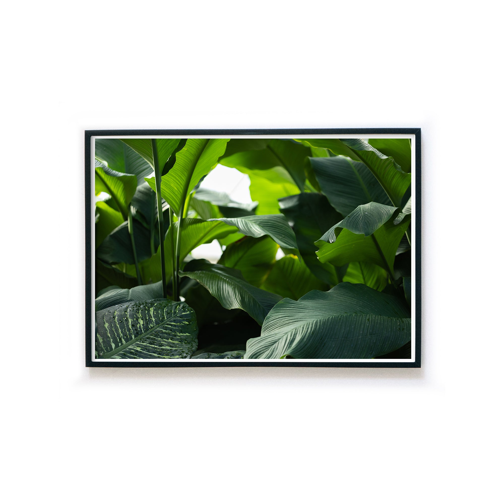 4one-pictures-natur-poster-gruen-pflanzen-wohnzimmer-bild-rahmen_f1223677-ec24-400d-a41c-67baedaec9e7.jpg