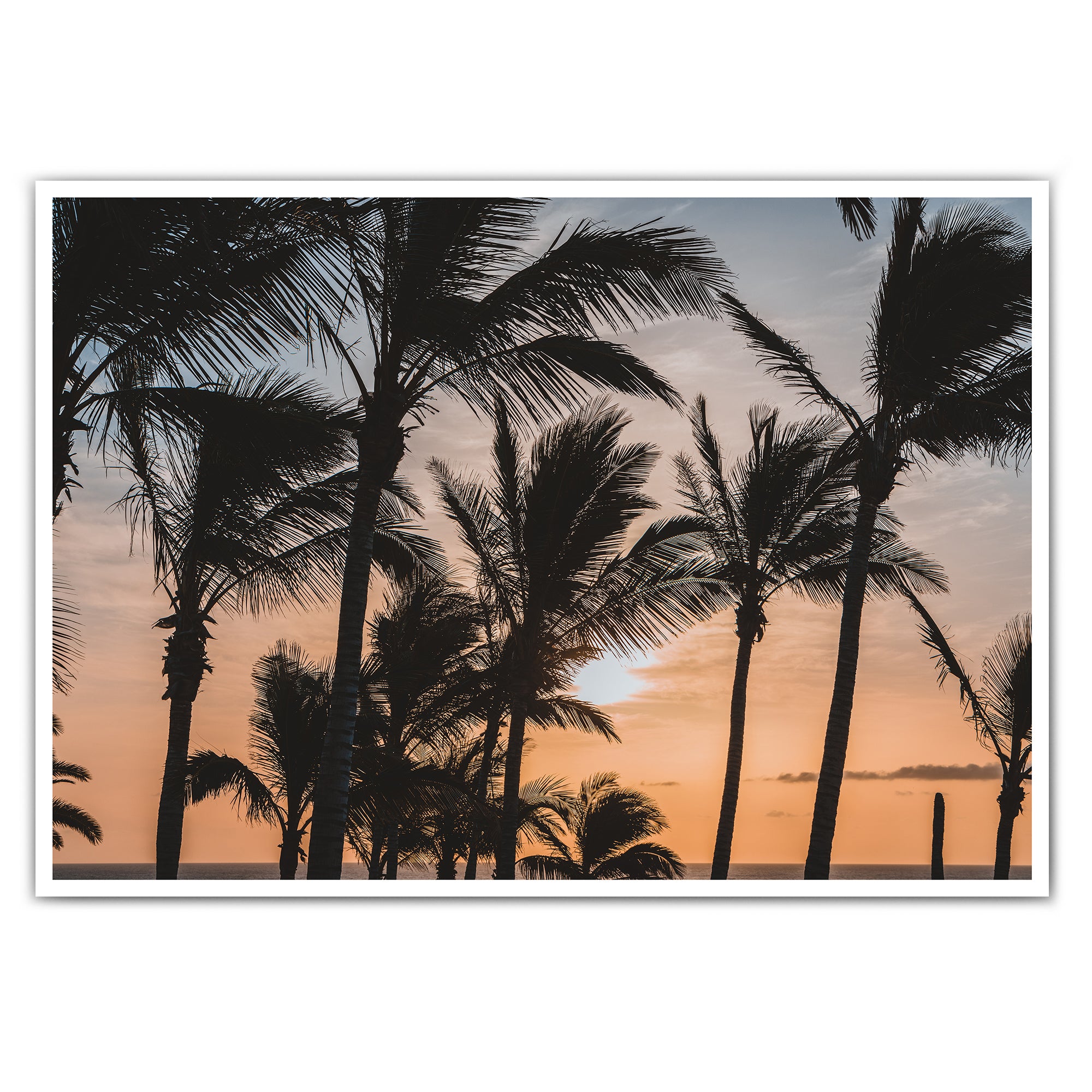 4one-pictures-poster-strand-meer-palmen-pflanzen-plants-sommer-urlaub-retro-sunset-natur-bild.jpg