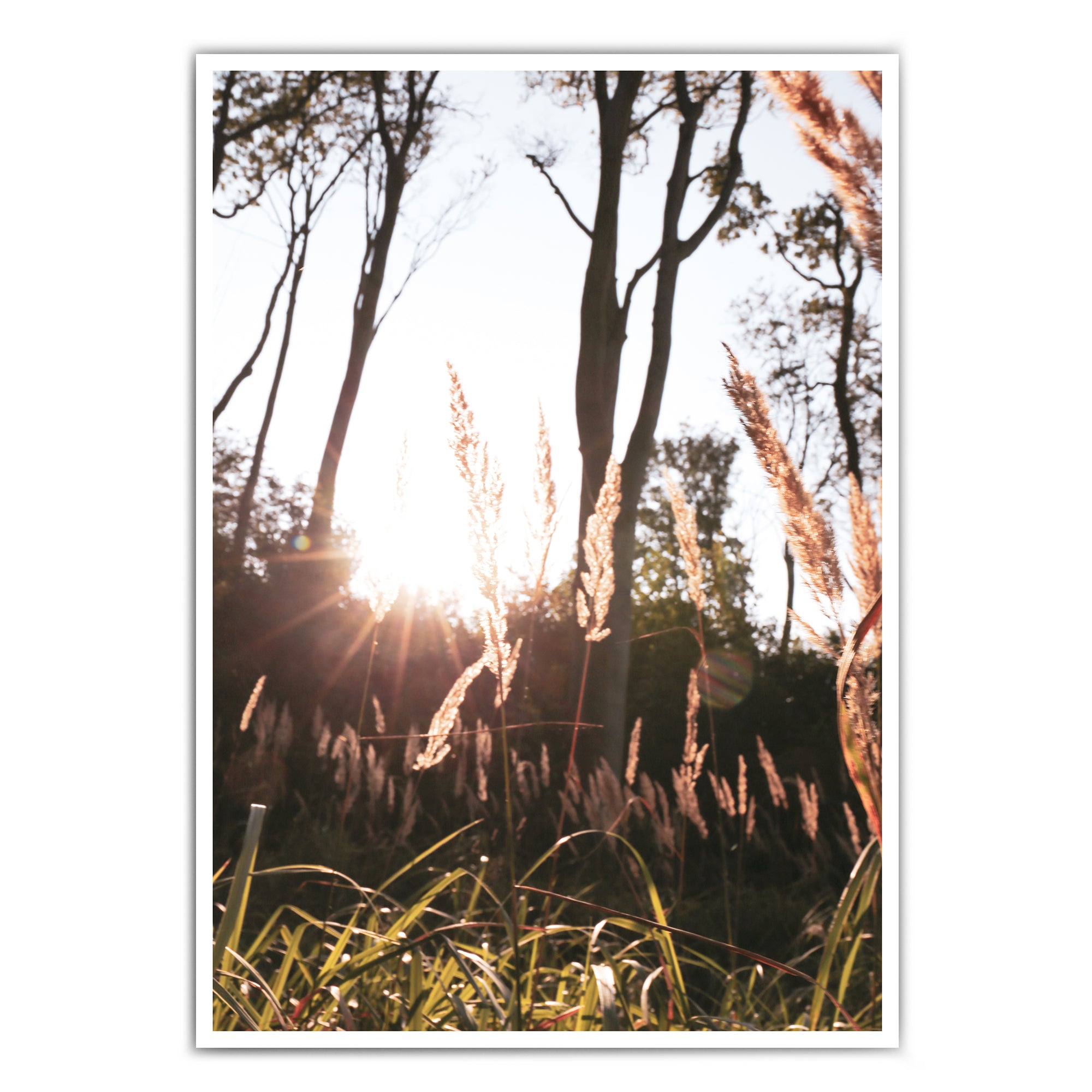 Natur Poster - Wald & See Bilder für dein Wohnzimmer – 4one Pictures
