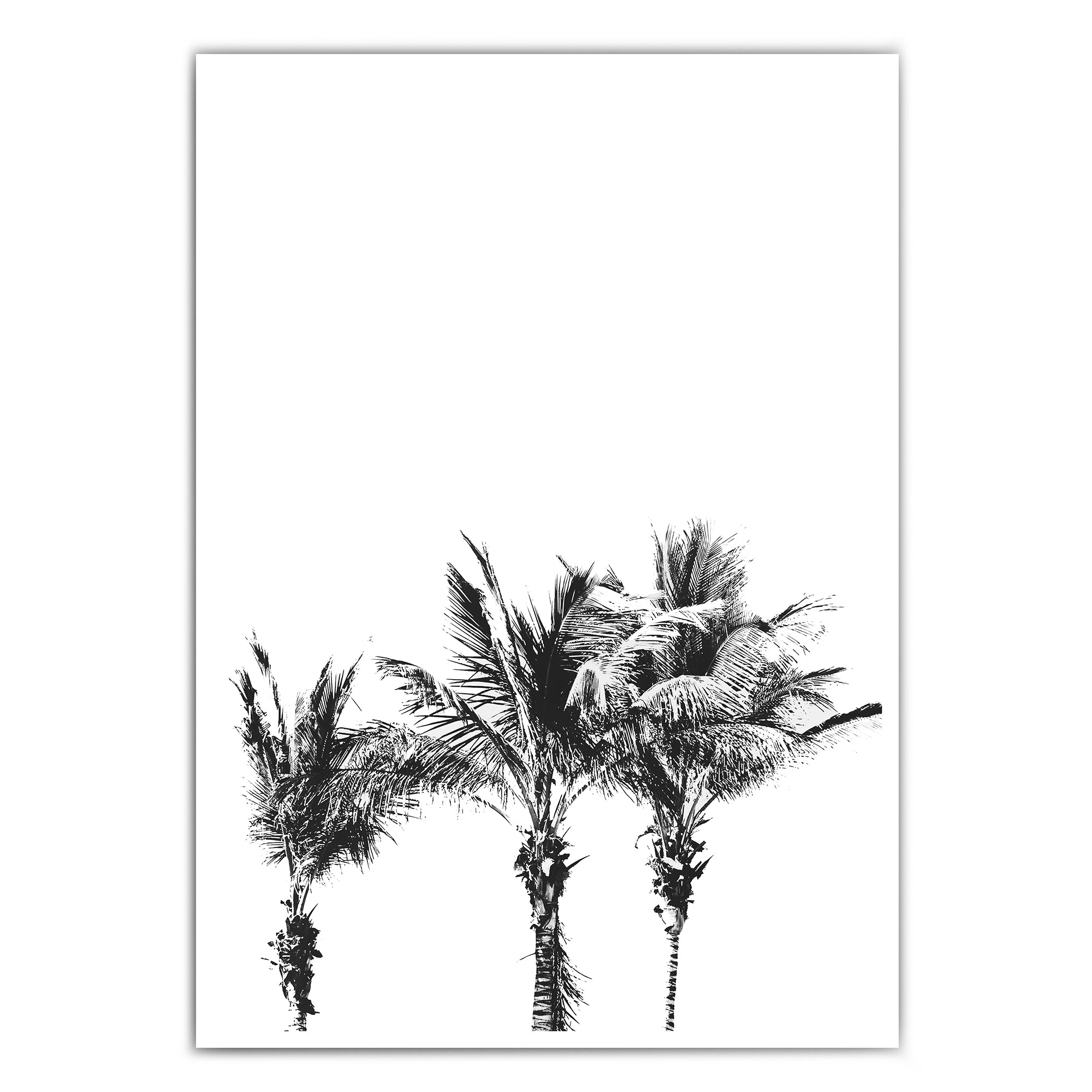 4onepictures-palmen-schwarz-weiss-retro-clean-sommer-poster-4one.jpg