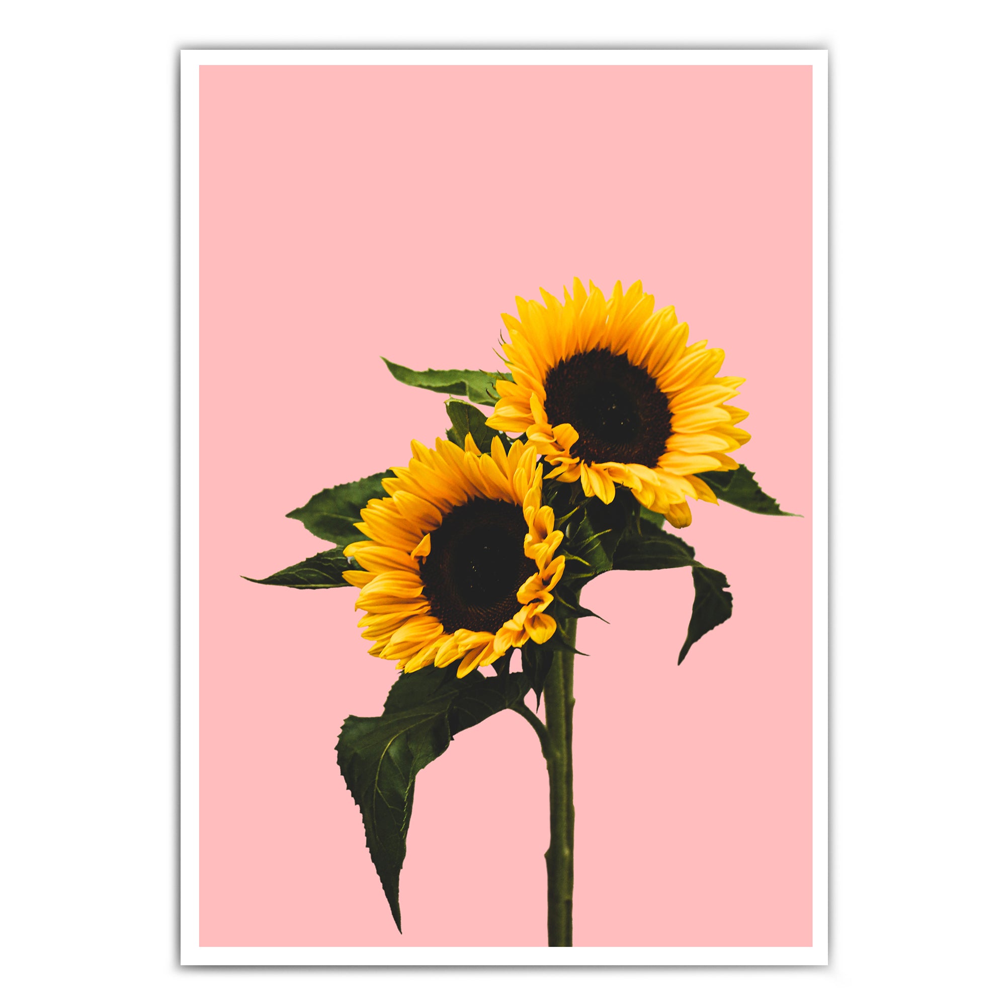 4onepictures-poster-rosa-sonnenblumen-natur-gelb-blume-bild-pflanze-poster.jpg