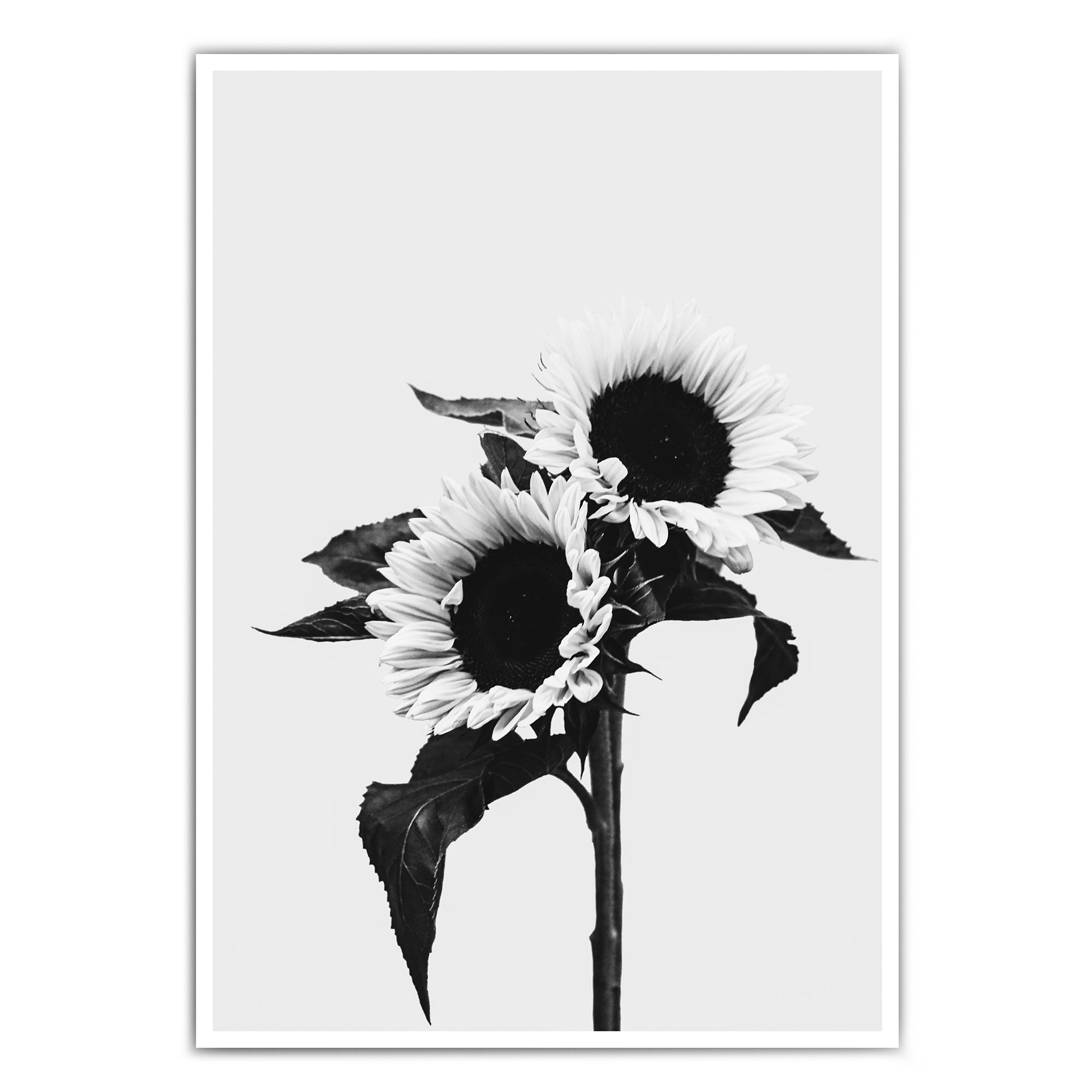 Schwarz Weiss Sonnenblumen