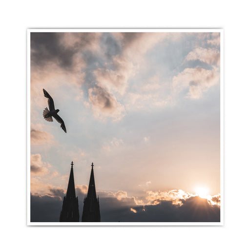 Möwe über den Türmen vom Kölner Dom. Die letzten Sonnenstrahlen hinter dem bewölkten Himmel. Poster im Quadratischen Format.